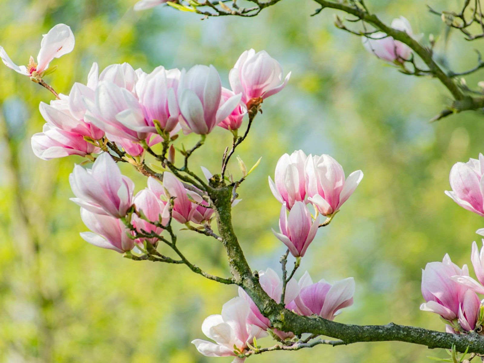 Wallpaper #35F56 Pink Magnolia Trees Crazy for Gardening