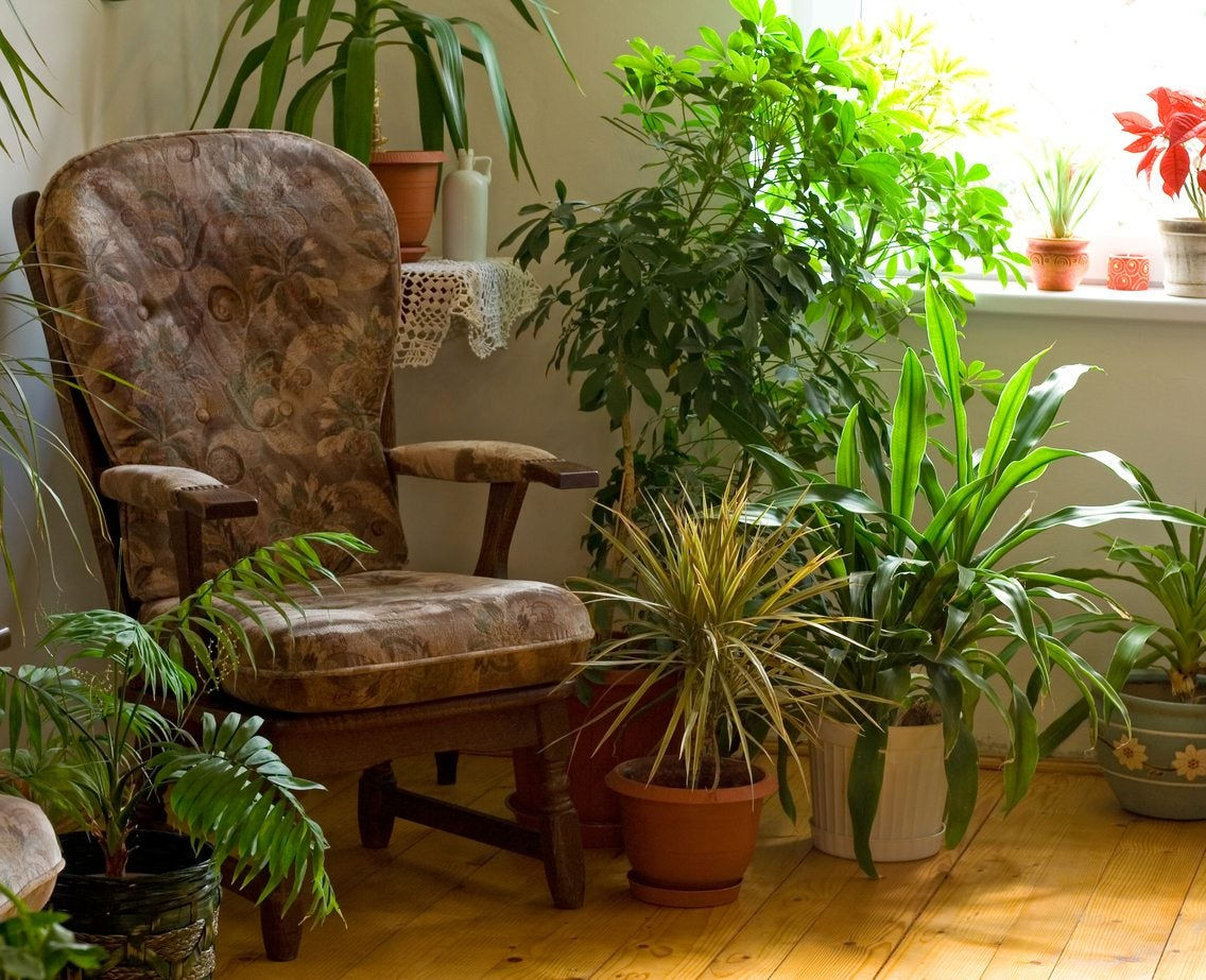 Wallpaper #b5610 30 Pretty House Plants Ideas for Living Room Decoration Living Room