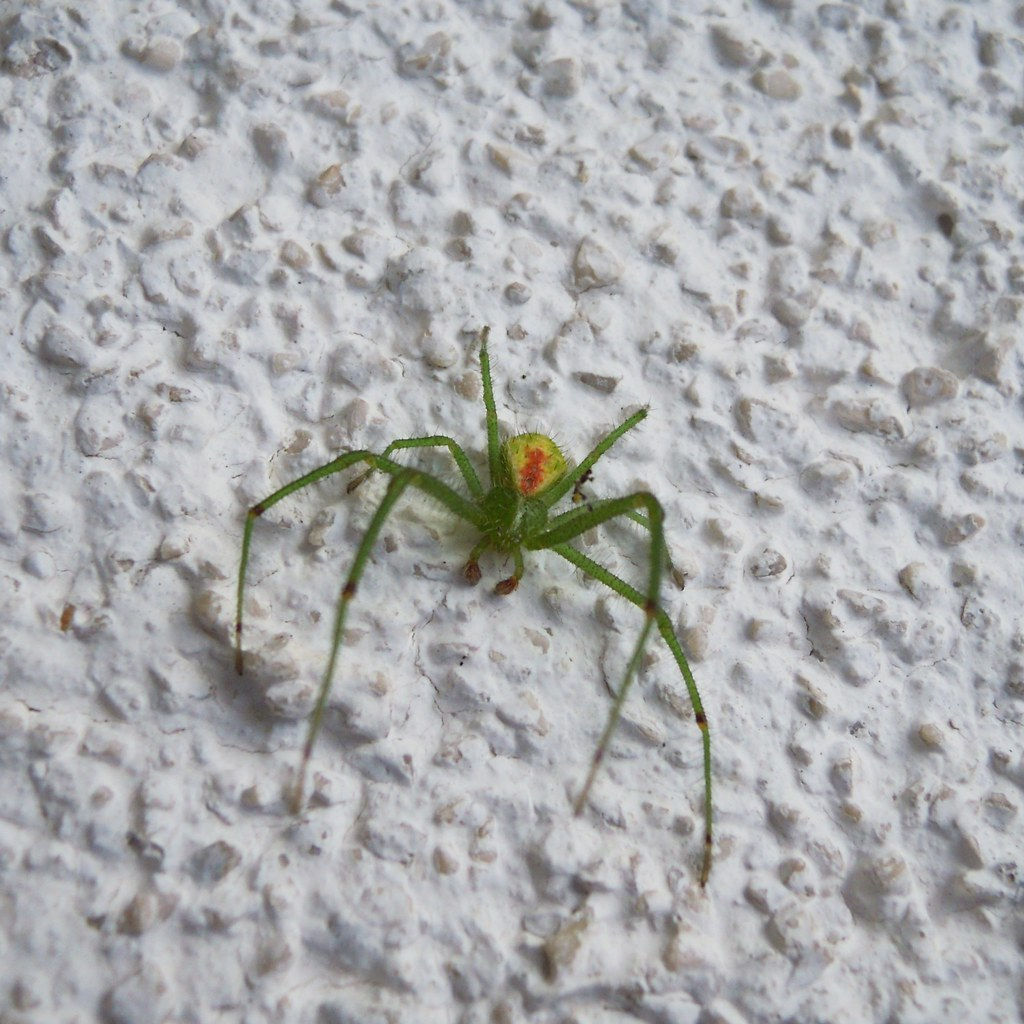 Wallpaper #-vQcOpMBKFX8bn3rt3dJ347 Green Spider Tiny Green Spider on My Wall with a Lovely R Flickr