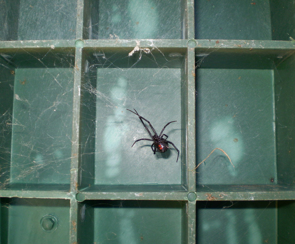 Wallpaper #5vQUOpMBKFX8bn3rPHdj267 Black Widow the Biggest Black Widow Spider I Have Seen Jack Flickr