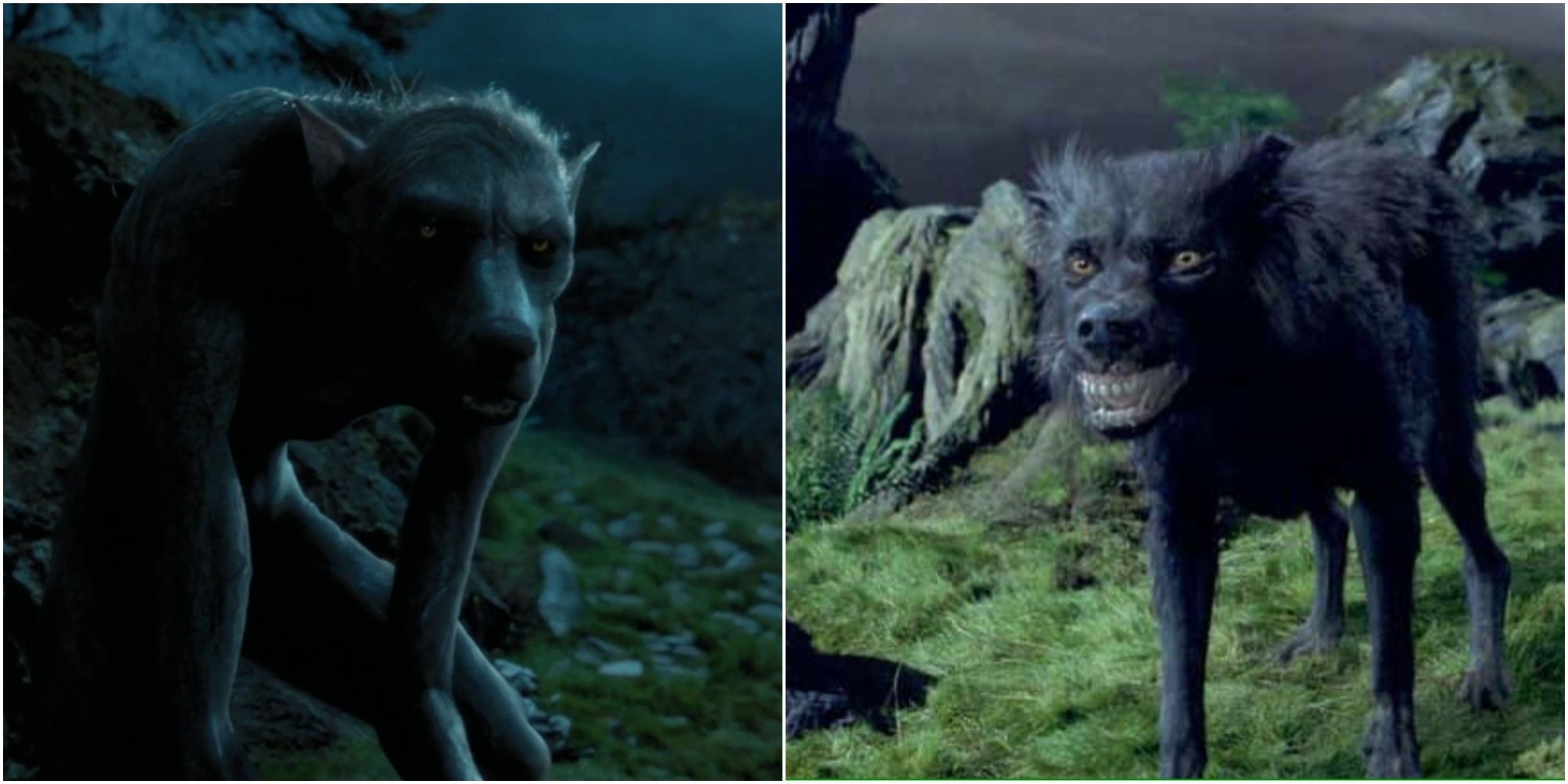 Wallpaper #uEB5MZMBJhL2WPbaucYs262 Unlocking the Mystery Animagus vs Werewolf in Harry Potter