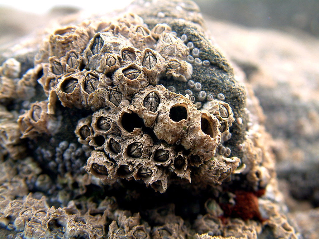 Wallpaper #1E397 Barnacles on Rocks Important Wallpapers