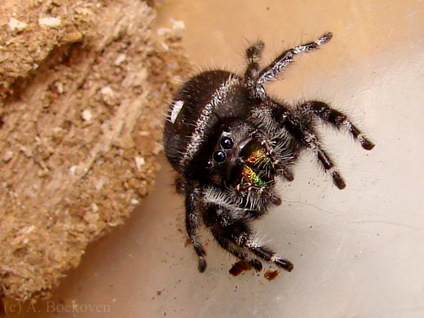 Wallpaper #wmfS65IBSpphPi3-9k4K285 Jumping Spiders 6legs2many