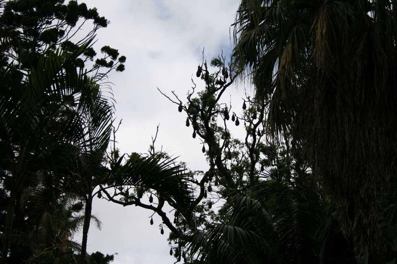 Wallpaper #2mdTDJMBSpphPi3-nt1P384 For the Love of Bats the Real Dirt Blog Anr Blogs