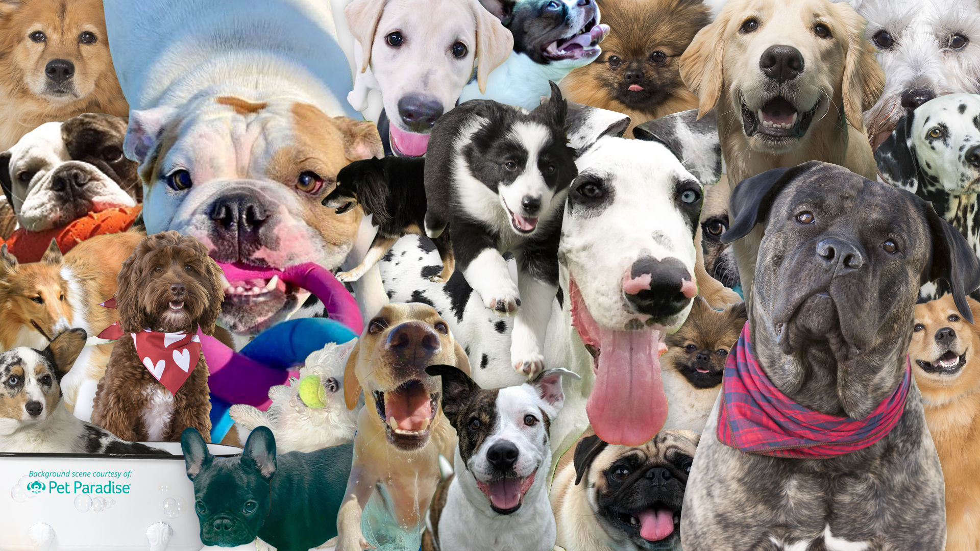 Wallpaper #7HcHKJMB-pgBXx60z6g333 Dog and Cat Zoom Backgrounds Pet Paradise