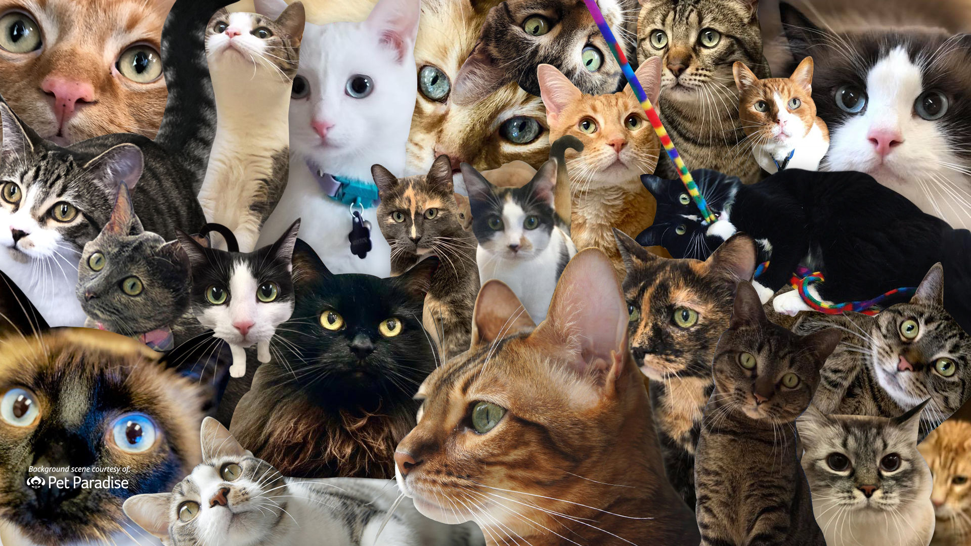 Wallpaper #7HcHKJMB-pgBXx60z6g329 Dog and Cat Zoom Backgrounds Pet Paradise