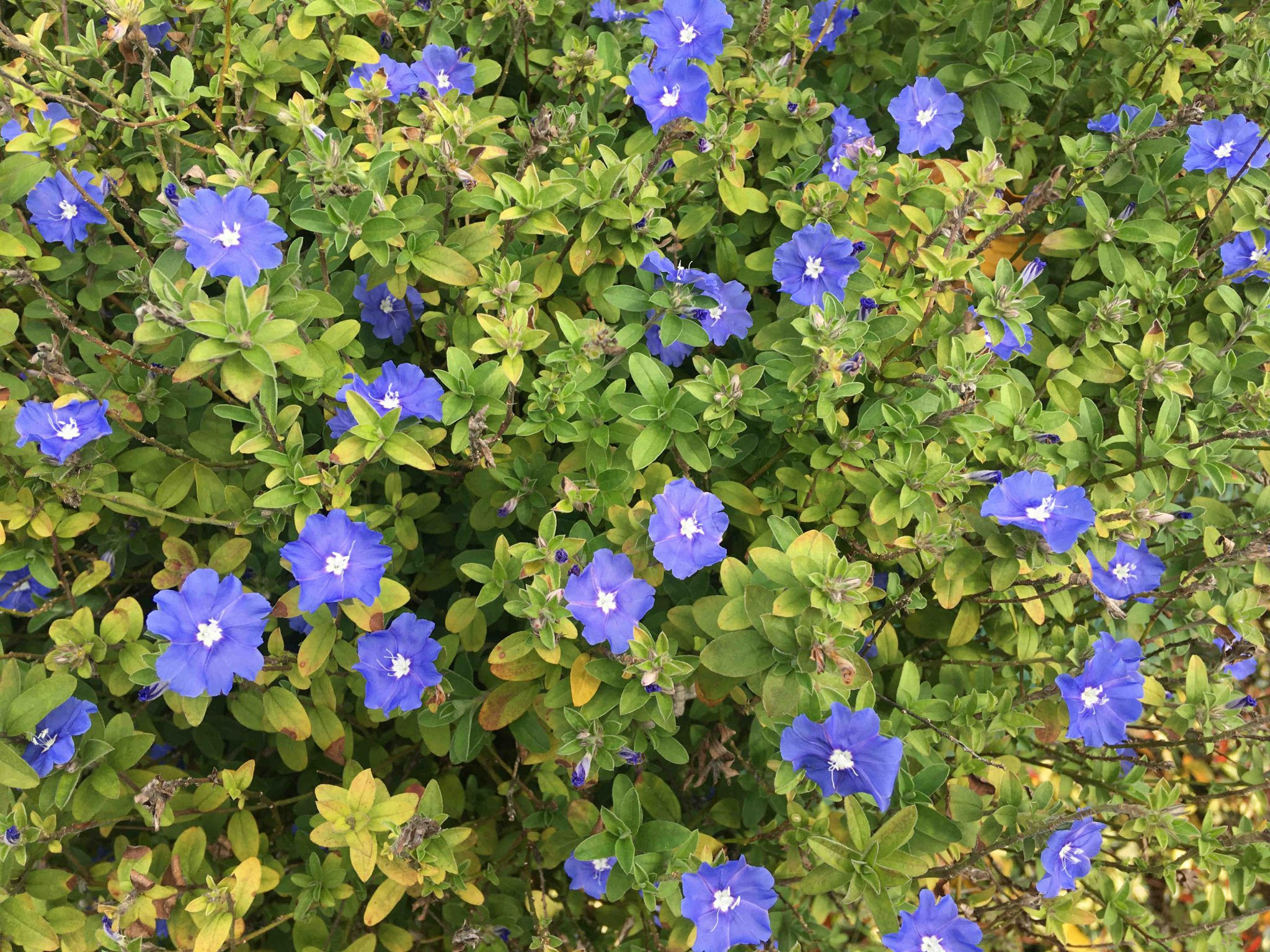 Wallpaper #A26DC Low Flowering Shrubs for Shade Fanny Healthy Life