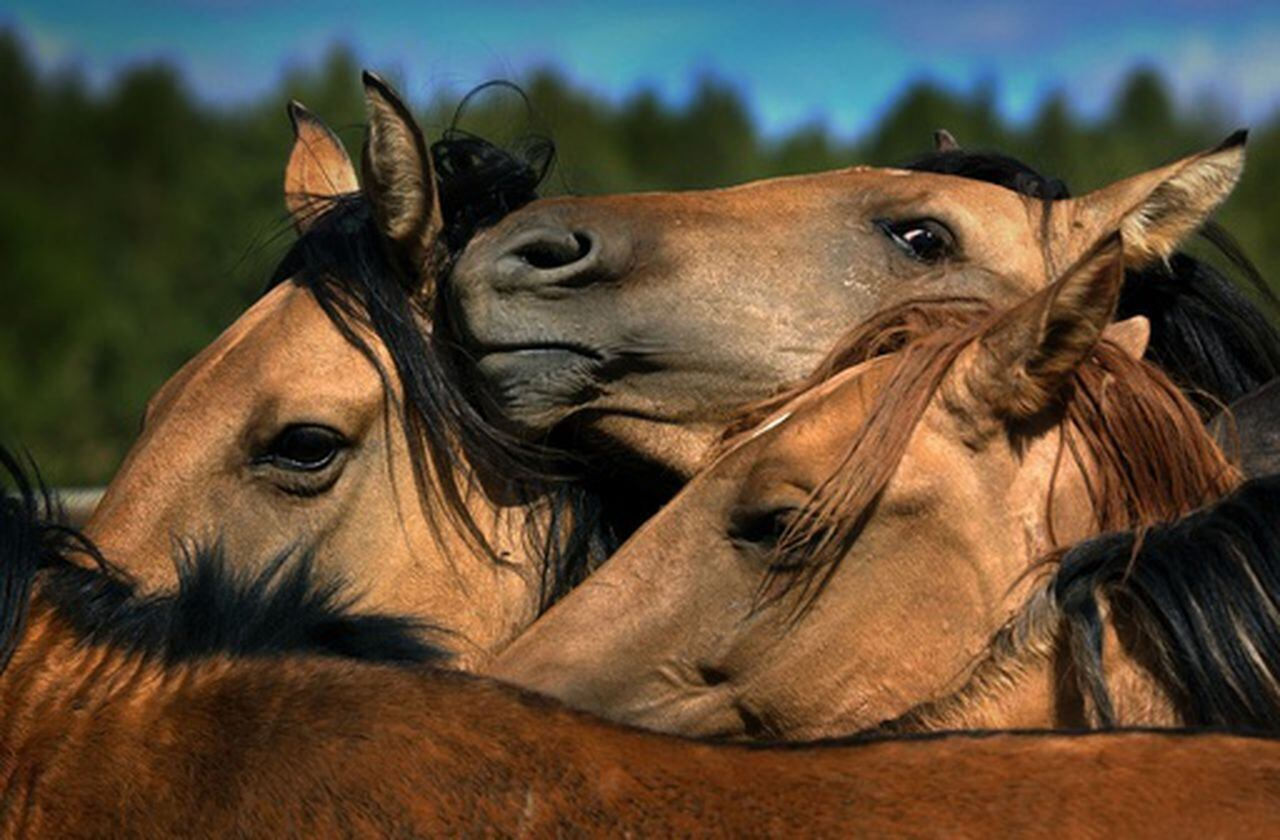 Wallpaper #C2eD8pIBSpphPi3-XnEU257 Feds Wont Kill Wild Horses in West to Reduce Overpopulation Official