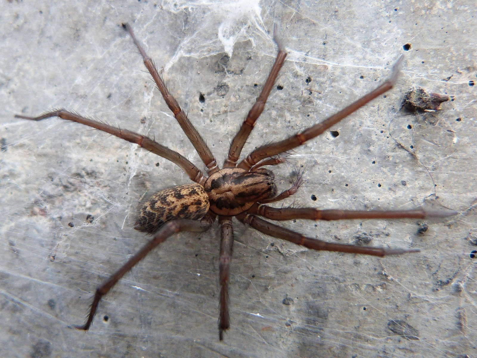 Wallpaper #ce6bd Giant Spider on the Ceiling of an Abandoned Psychiatric Hospital R