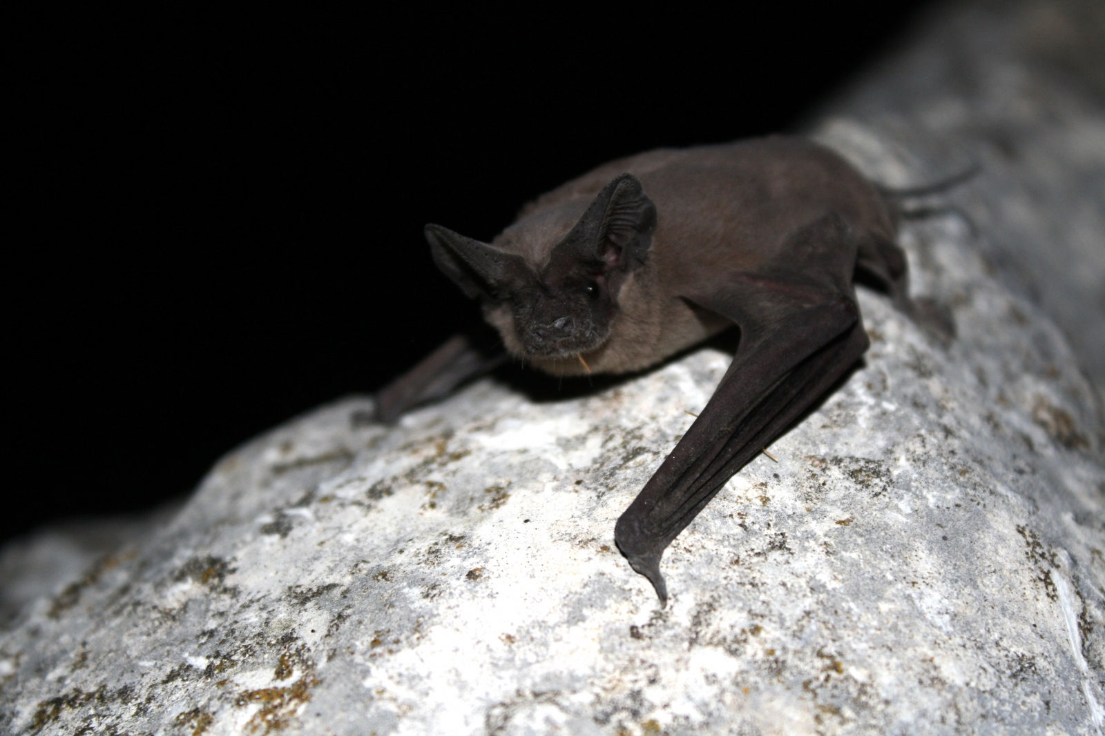 Wallpaper #dfTIOpMBKFX8bn3roXlL227 Ebola Children Playing Near Free Tailed Bat Nest Caused Worst Outbreak