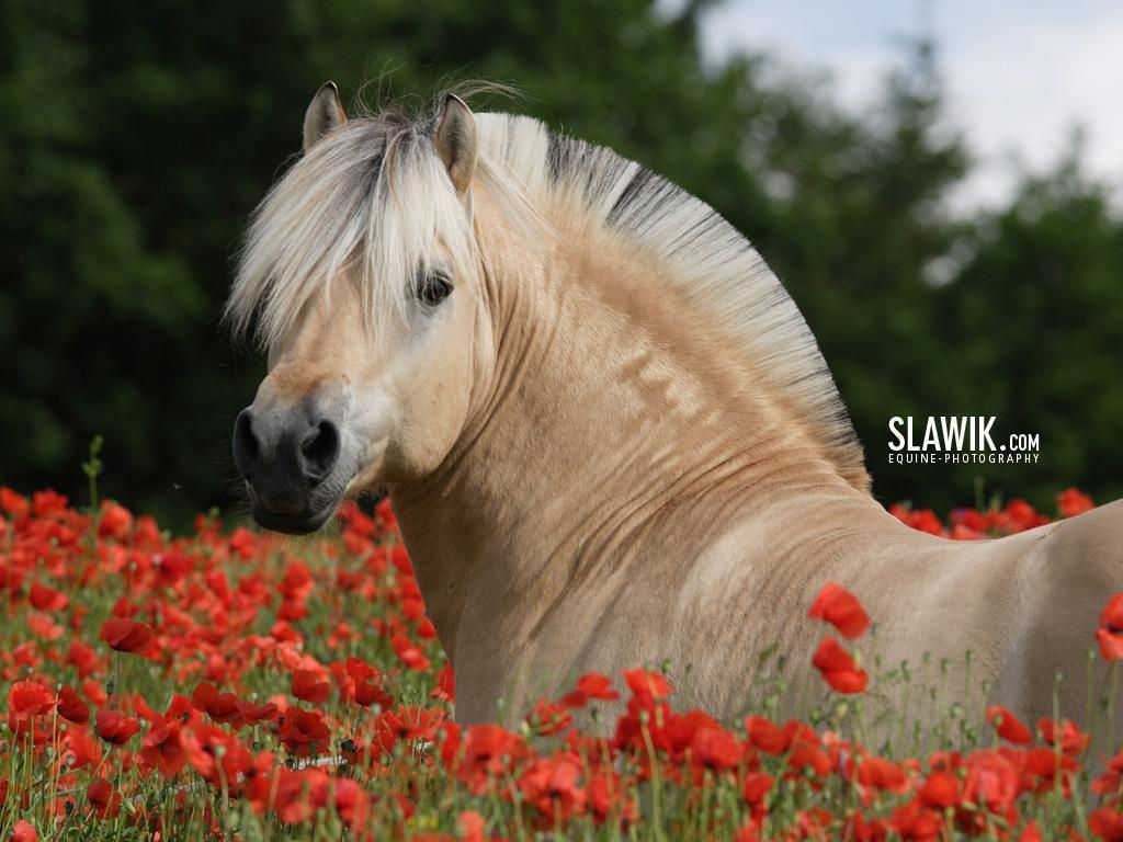 Wallpaper #9h2ULJMBlOZrFDOkbsoH239 HD Animal Wallpapers HD Horses Wallpapers