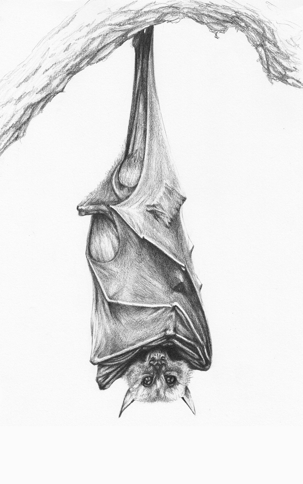 Wallpaper #2mdTDJMBSpphPi3-nt1P365 Bat Pencil Drawing on Behance