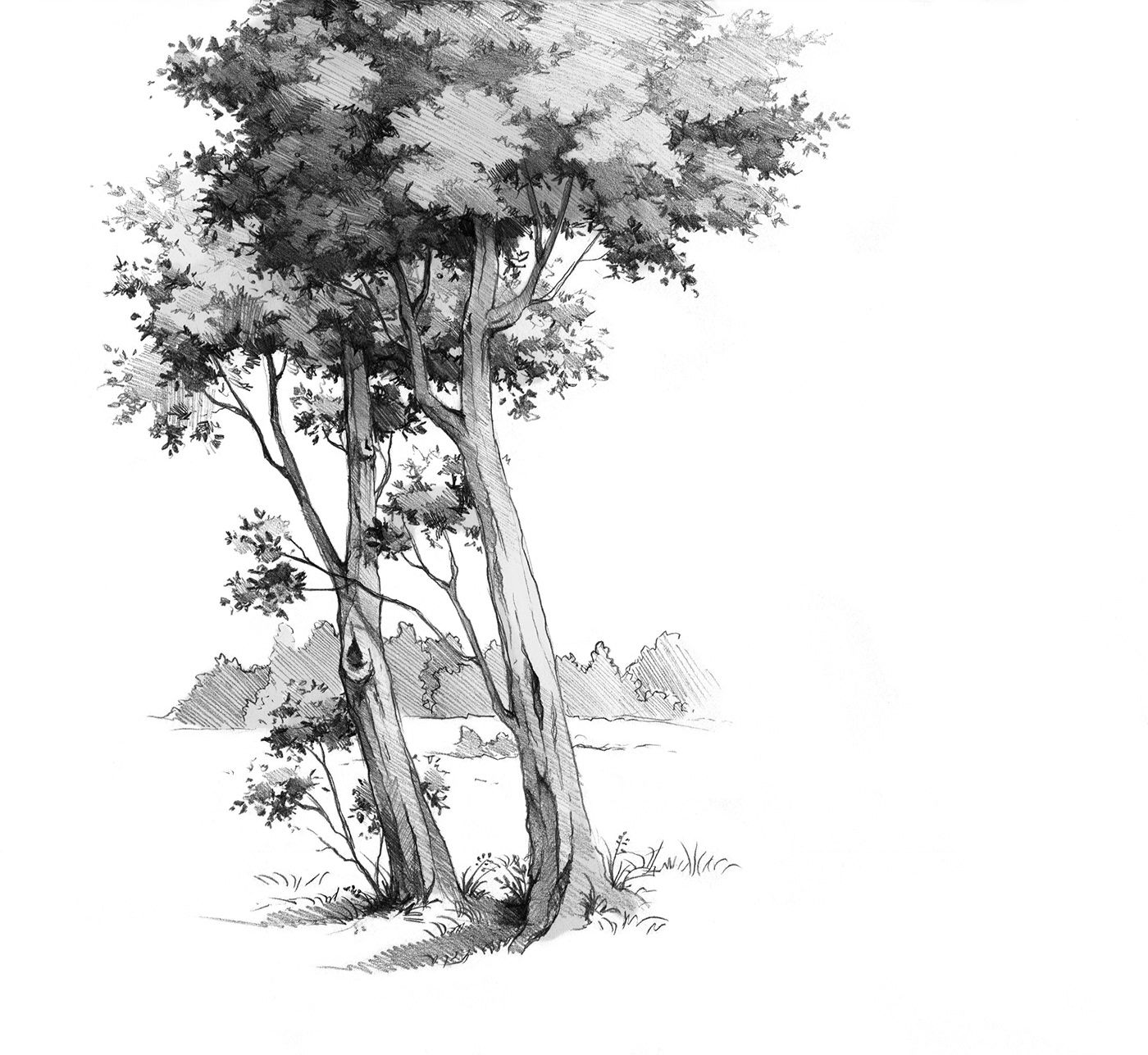 Wallpaper #BWgvFZMBSpphPi3-Zwec73 Drawing Trees in Pencil Behance