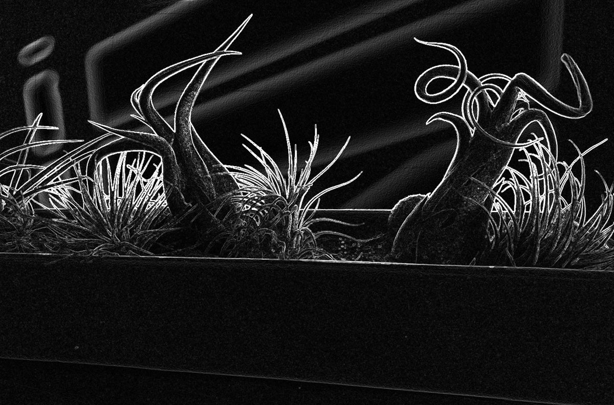 Wallpaper #3Gex85IBSpphPi3-v3Zj399 Twists on Succulents on Behance