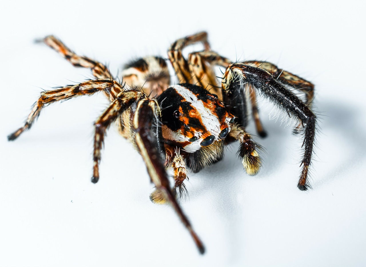 Wallpaper #e2dv9JIBSpphPi3-JXru233 Jumping Spidersmall Spiderspiderinsectclose Free Image from