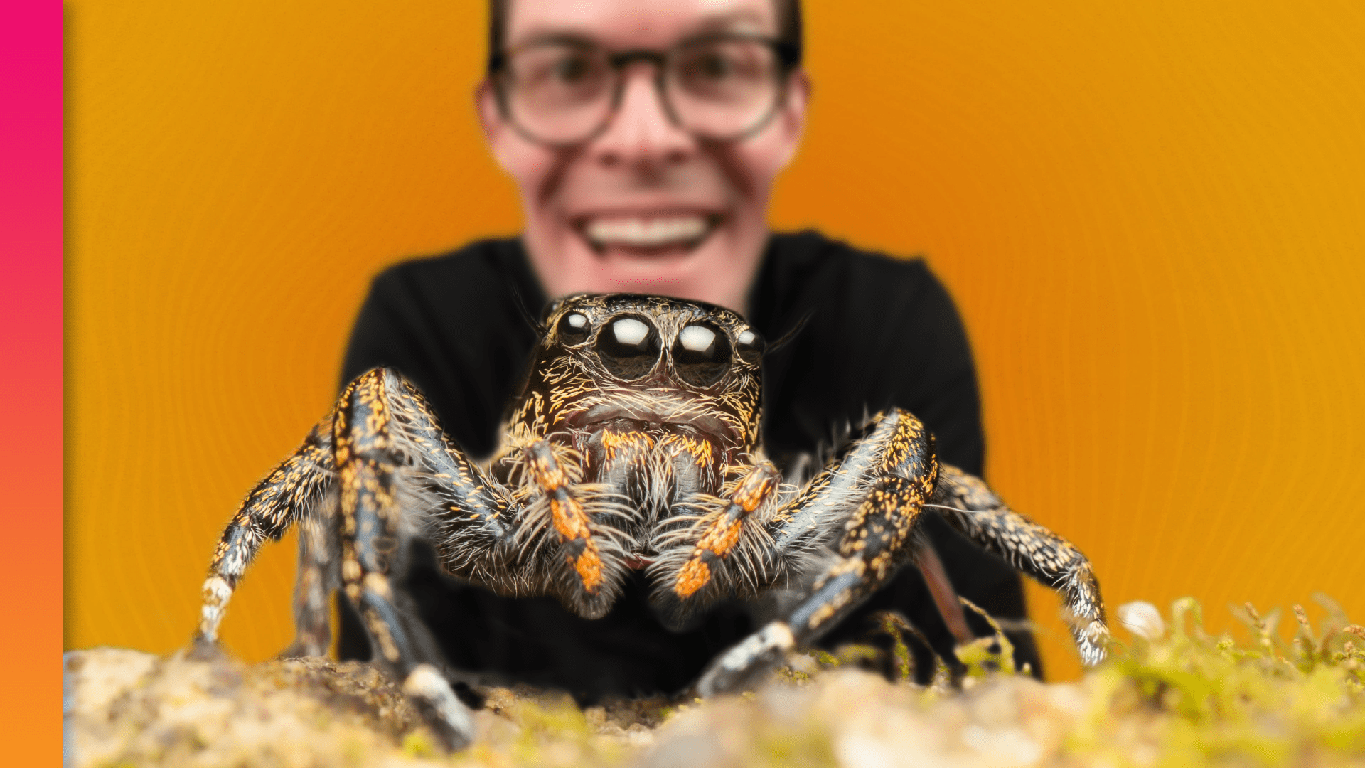Wallpaper #9WfcCZMBSpphPi3-mtGO176 Be Smart Why 8 Eyes Are Better Than 2 if Youre a Spider Cascade Pbs
