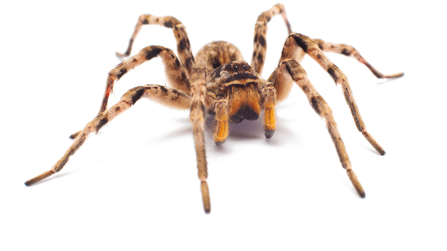 Wallpaper #IHd9JpMB-pgBXx606qKg227 Download Spider Png Image with Transparent Background Camel Spider