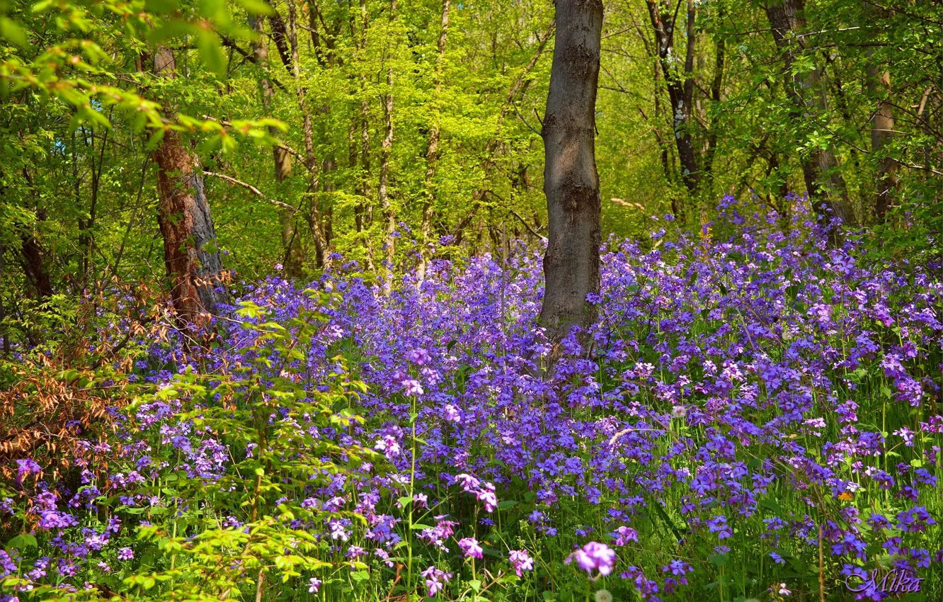 Wallpaper #ec89e Wallpaper Between Temperament Pretty Beauty Flowers Forests