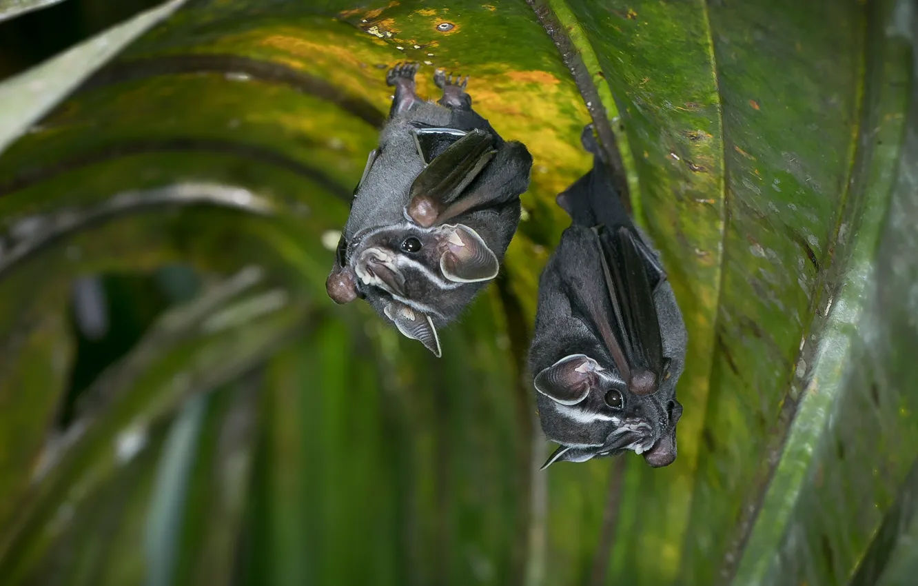 Wallpaper #2mdTDJMBSpphPi3-nt1P427 Wallpaper Leaves Two Pair Bat Bats Grey a Couple Beauty Hang
