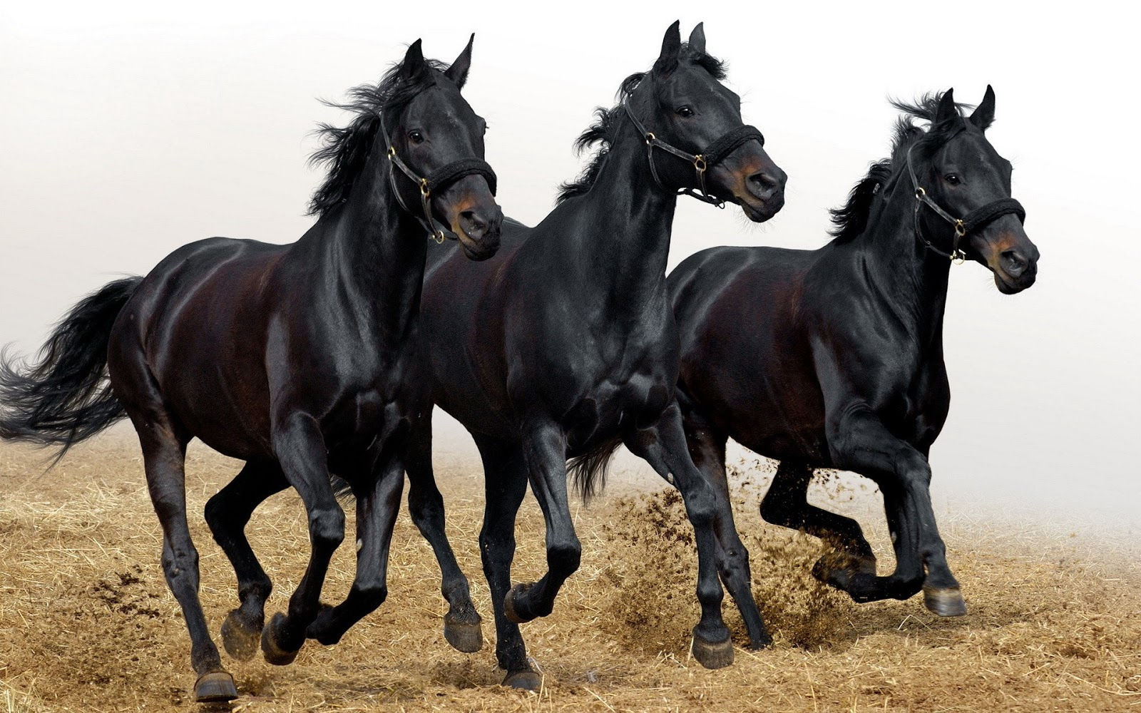 Wallpaper #bWfaEpMBSpphPi3-4_0h330 All Wallpapers Black Horse New Best HD Wallpapers 2013