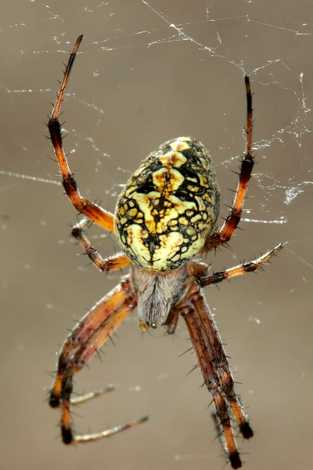 Wallpaper #32cVEZMBSpphPi3-sfVC81 Natures Archive Blog Orb Weaver Spiders