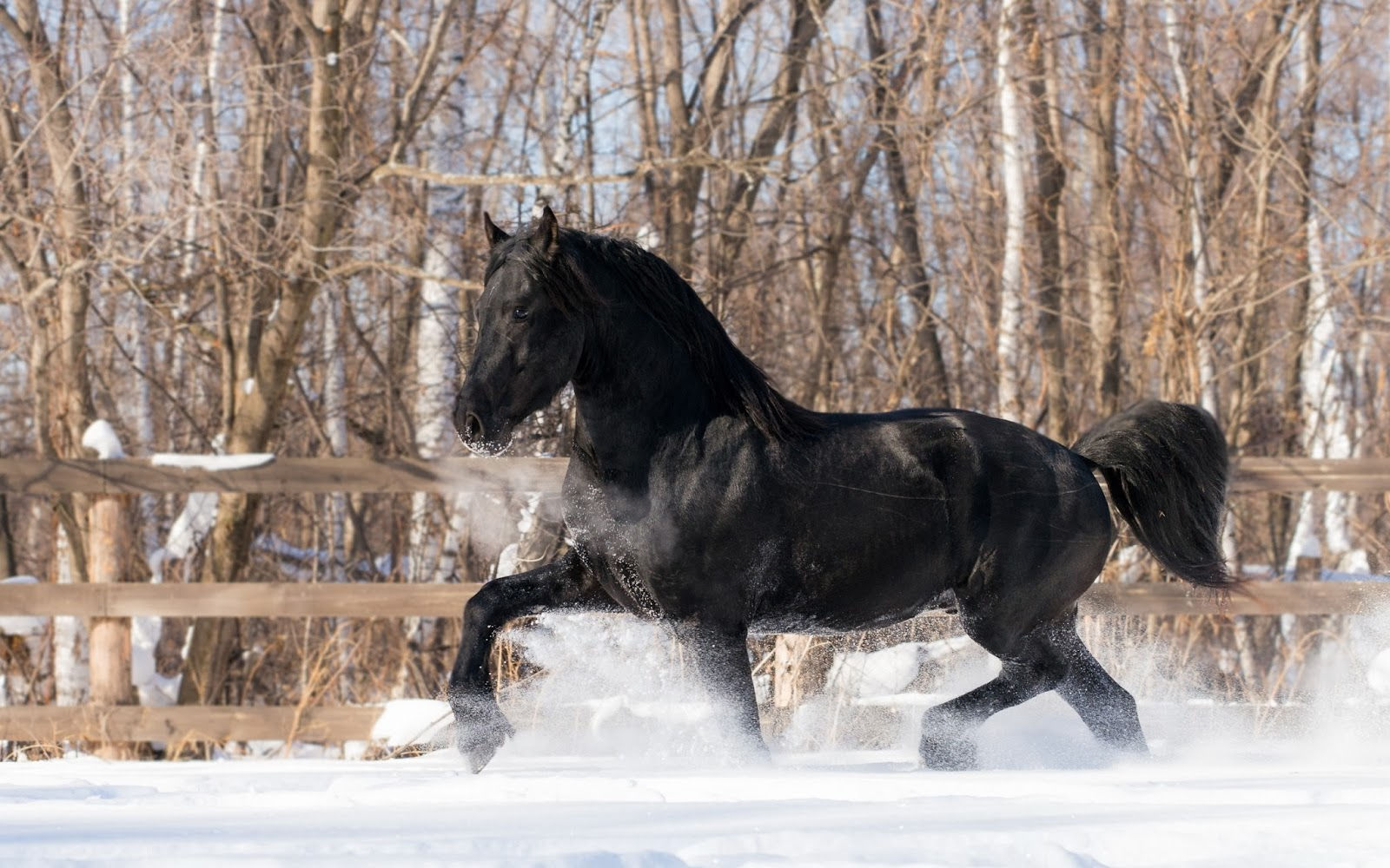 Wallpaper #GB2aLJMBlOZrFDOkh8ut254 10 Imagenes De Fondos HD De Caballos Fondos De Pantalla HD