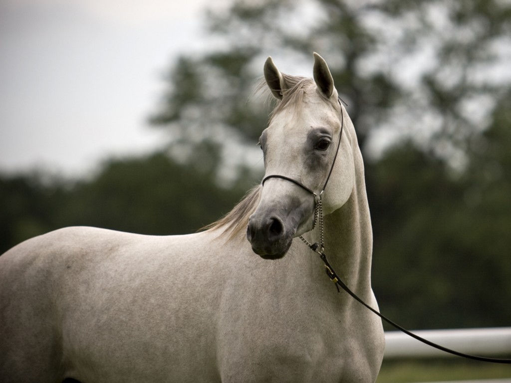 Wallpaper #-x2ULJMBlOZrFDOkz8qk335 HD Animals Wallpapers Beautiful White Arabian Horse