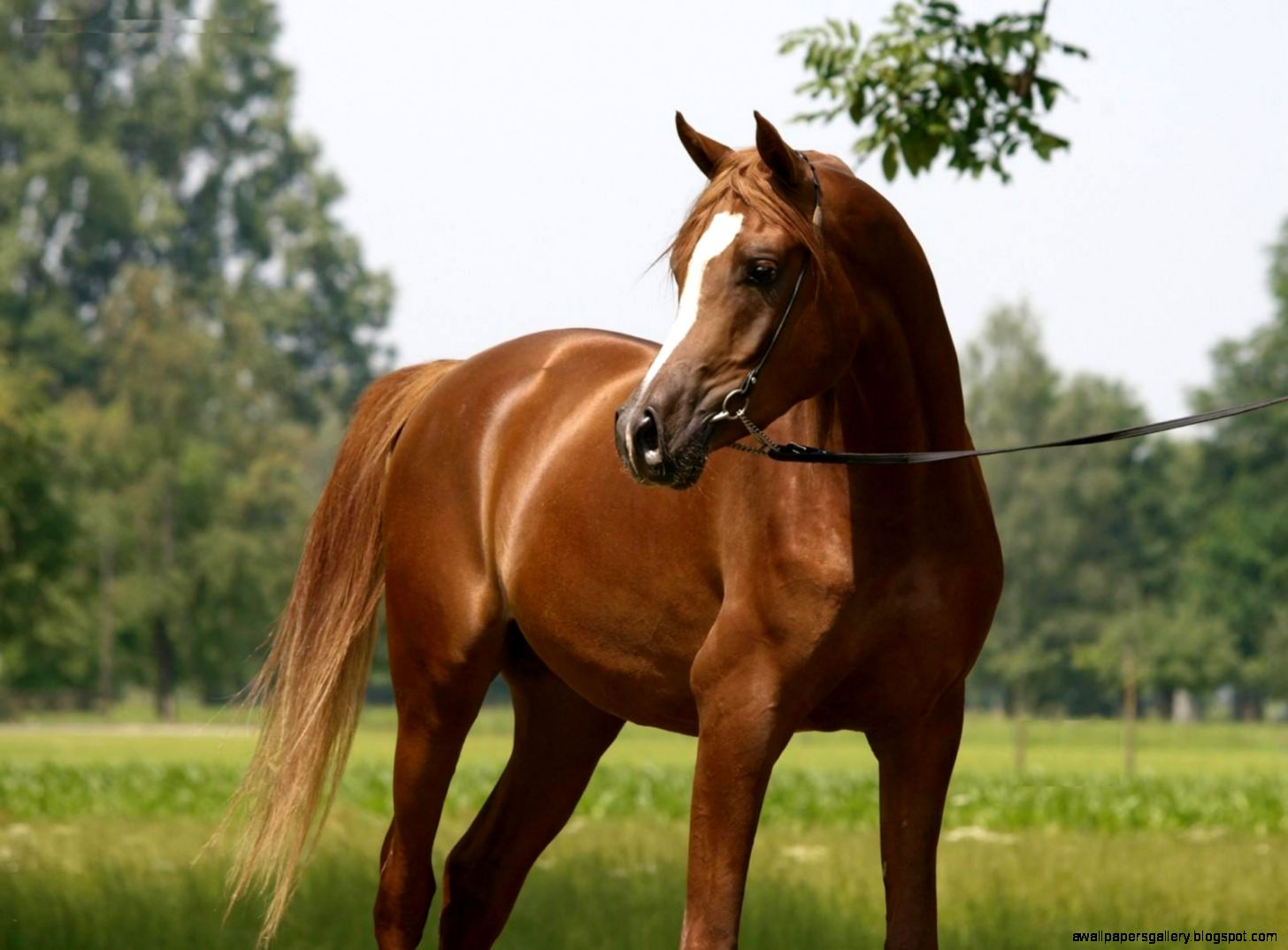 Wallpaper #-x2ULJMBlOZrFDOkz8qk249 Chestnut Arabian Horse Wallpaper Wallpapers Gallery