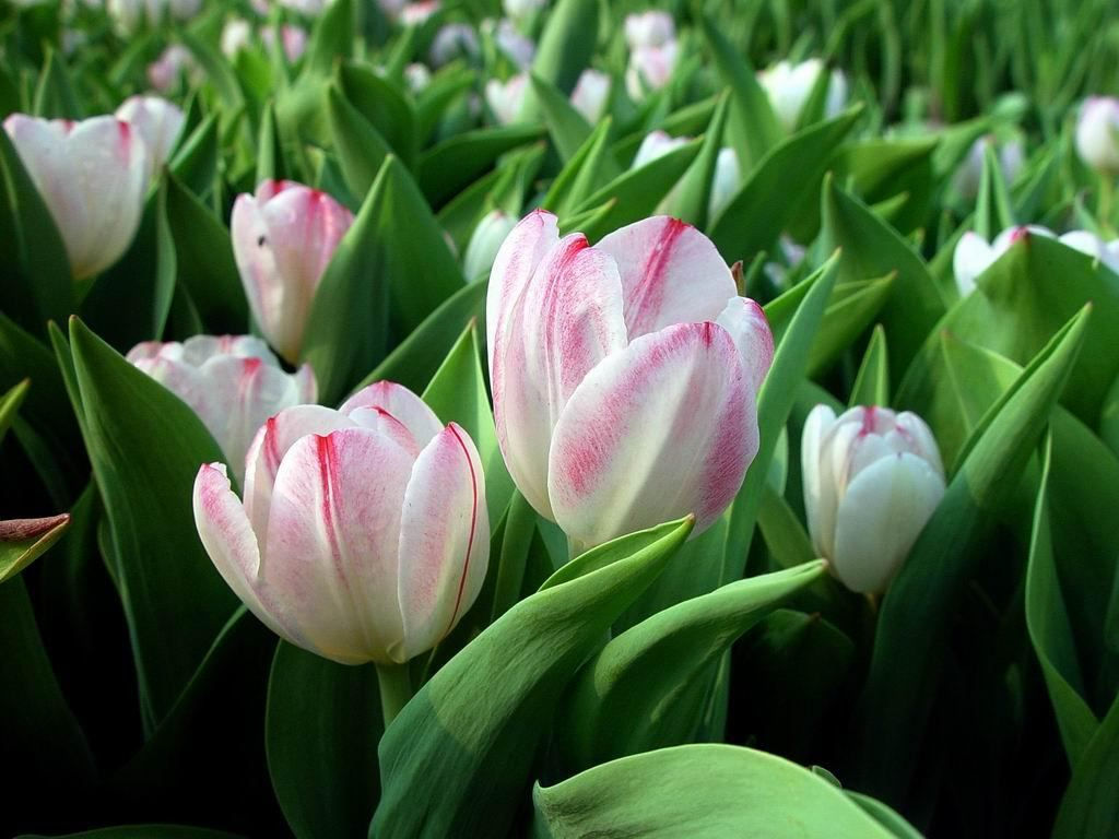 Wallpaper #imfL65IBSpphPi3-4E4E174 Tulip Flower Tulip Flowers Backgrounds Wallpapers Desktop Wallpaper