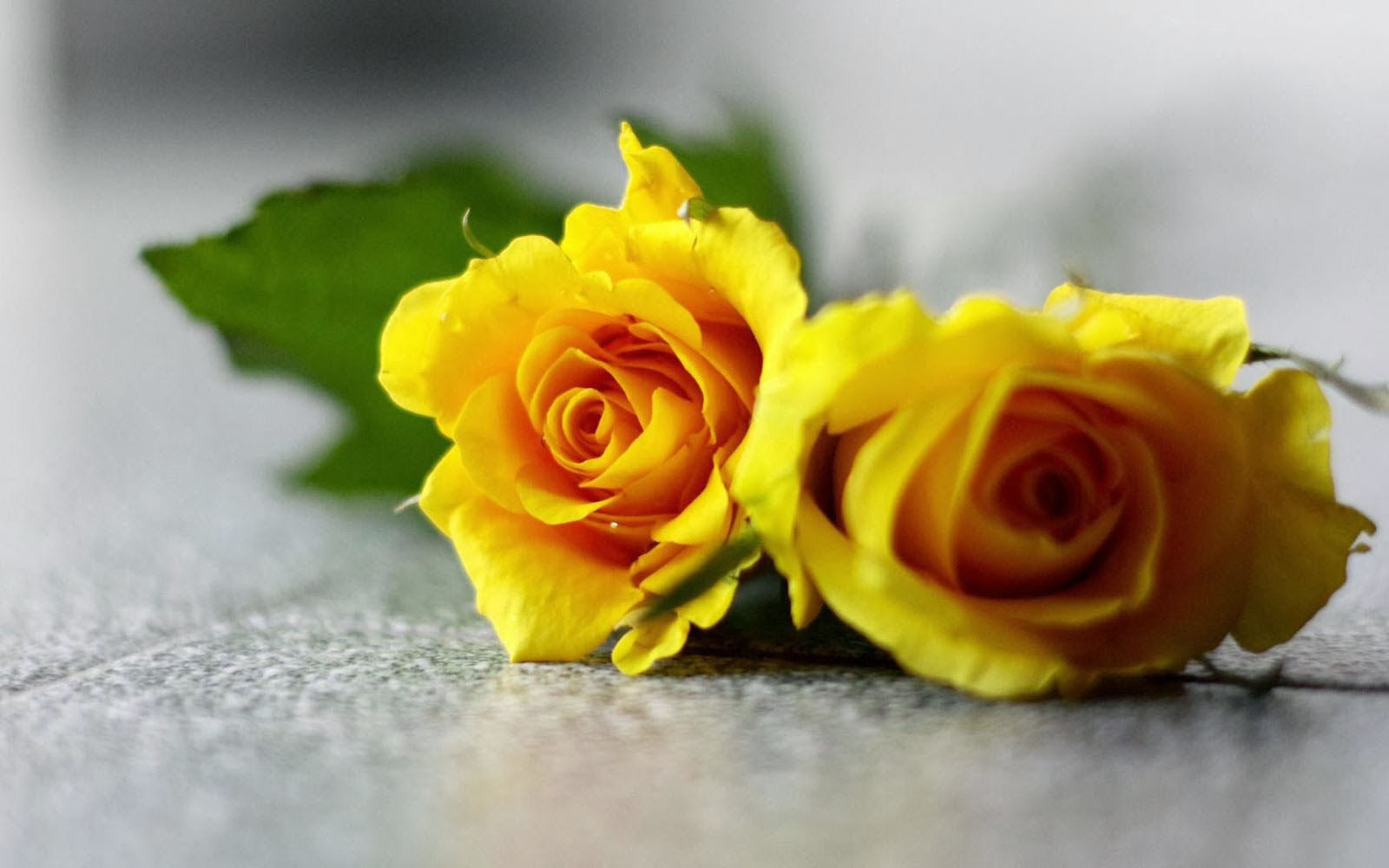 Wallpaper #Hx38KZMBlOZrFDOkzsOQ329 Yellow Rose Wallpapers Top Wallpaper Desktop