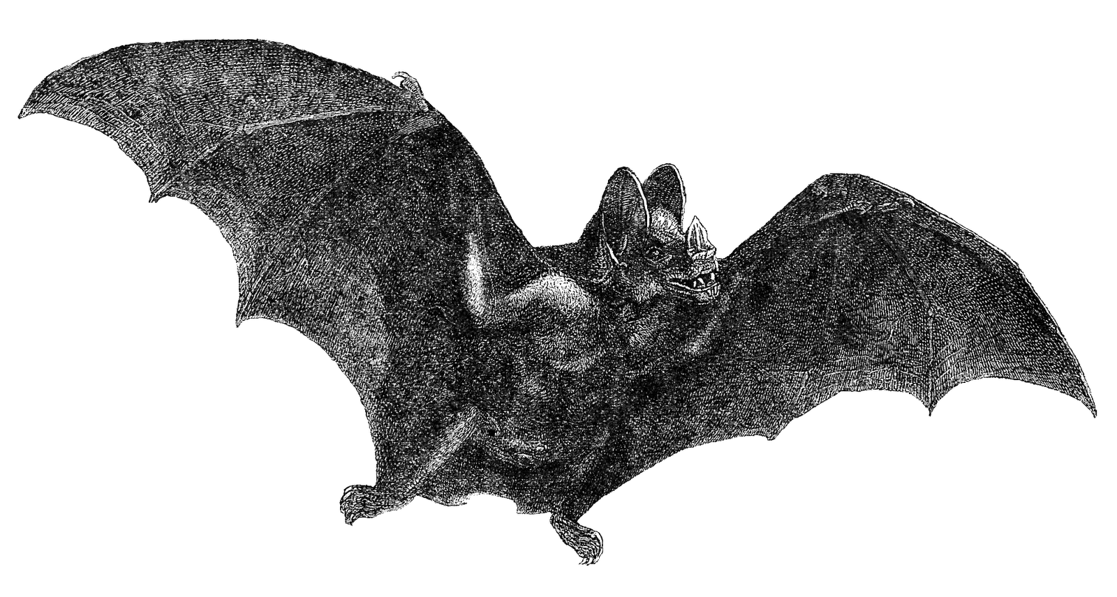 Wallpaper #r3KDMpMBX2lk1u3ogFrF148 Antique Images Free Halloween Clip Art Vintage Vampire Bat in Flight
