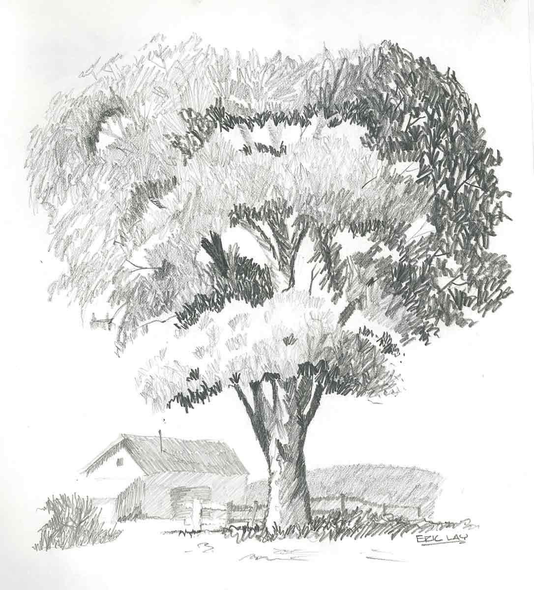 Wallpaper #BWgvFZMBSpphPi3-Zwec50 Pencil Sketch of a Tree Images Pictures Becuo Tree Drawings