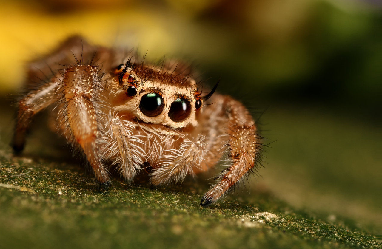 Wallpaper #wWeM-5IBSpphPi3-WJSY357 HD Jumping Spider Wallpaper Fun Animals Wiki Videos Pictures Stories