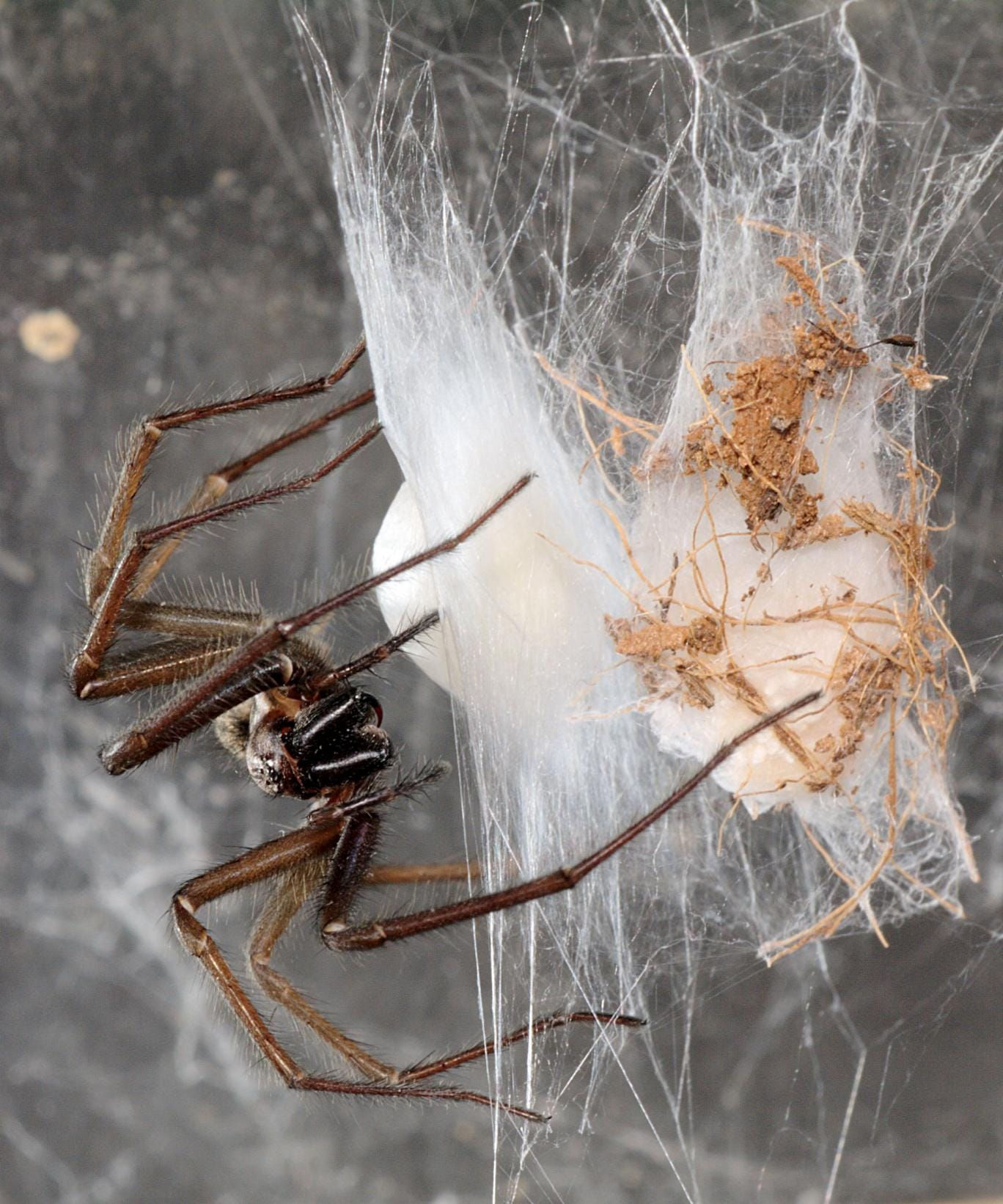 Wallpaper #ce6bd Giant Spider on the Ceiling of an Abandoned Psychiatric Hospital R