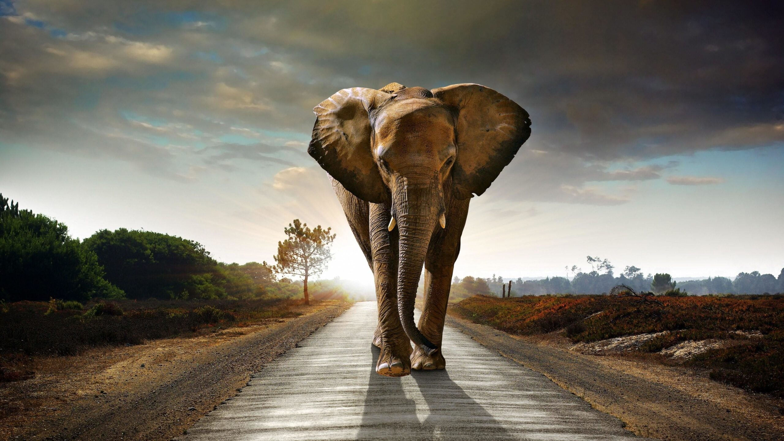 Wallpaper #sHfNJ5MB-pgBXx60h6cK194 Elephant Desktop Wallpaper Enwallpaper