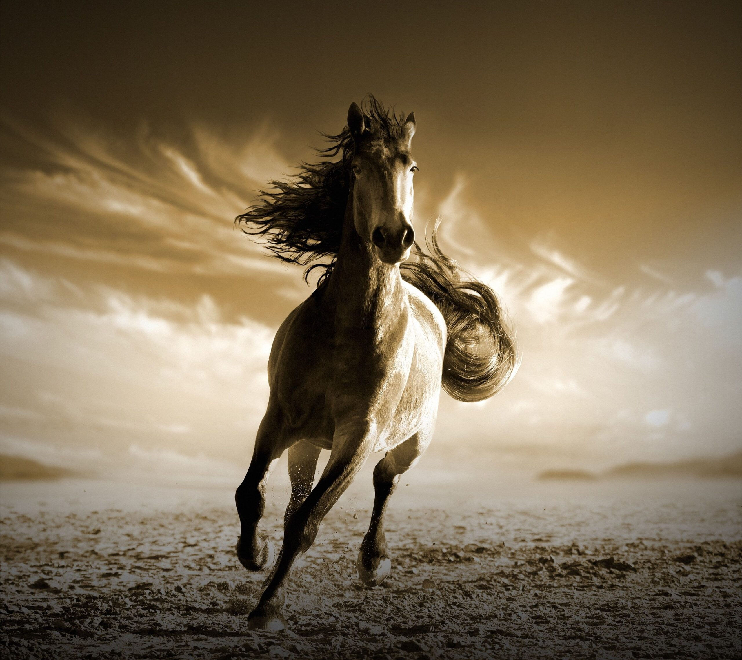 Wallpaper #th2FLJMBlOZrFDOkscqQ189 Background Horse Wallpaper Enwallpaper
