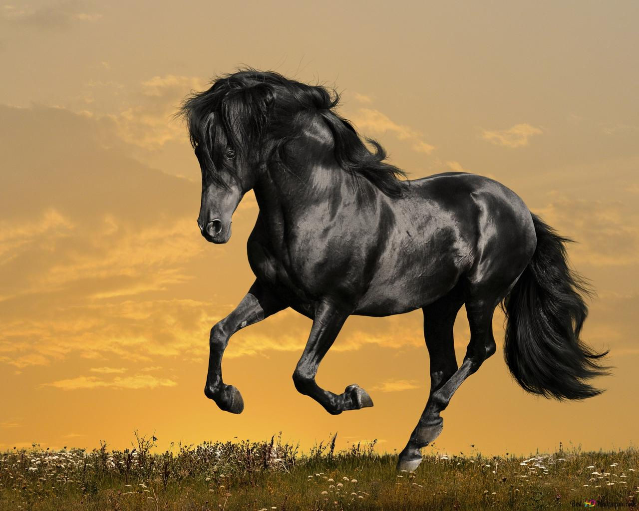 Wallpaper #-2cU-ZIBSpphPi3-KovY166 Rearing Black Horse Wallpaper