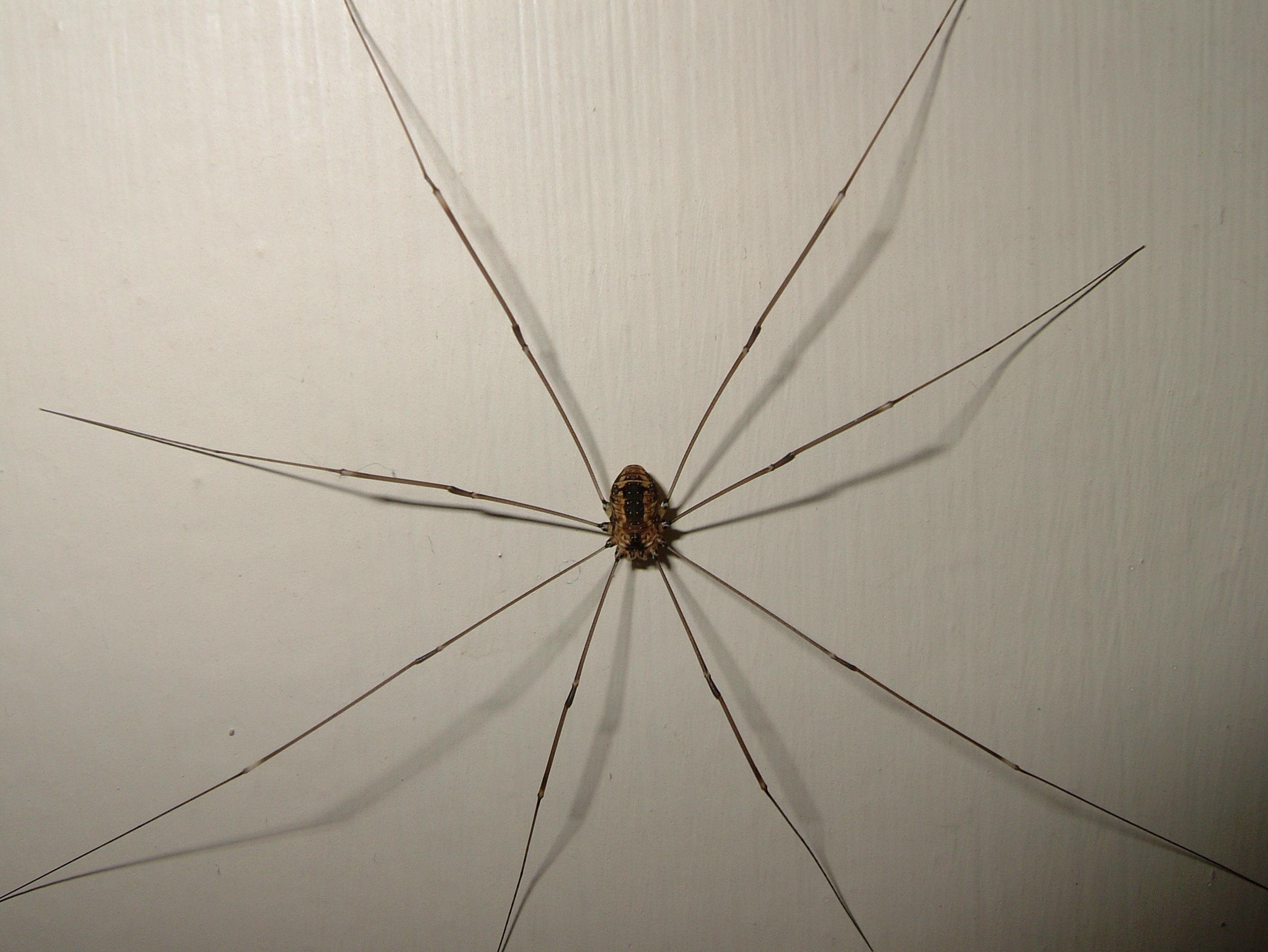 Wallpaper #ce6bd Giant Spider on the Ceiling of an Abandoned Psychiatric Hospital R