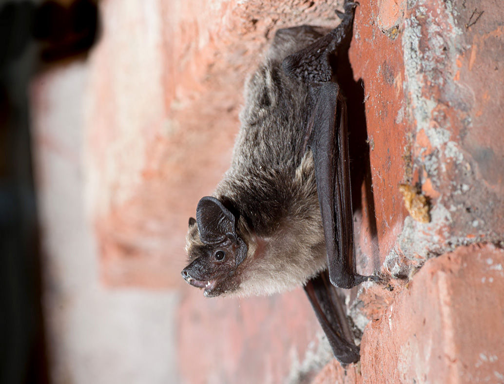Wallpaper #uGcKC5MBSpphPi3-5NdM312 Bats Not a Threat to Public Health but Important for Ecosystems