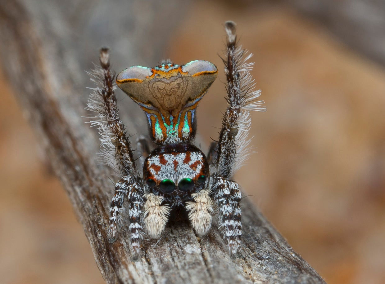 Wallpaper #nmcSDpMBSpphPi3-3ej155 These Jumping Spiders from the Land Down Under Really Know How to