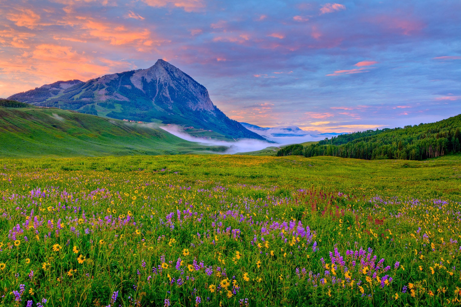 Wallpaper #lXfIJ5MB-pgBXx603Kcp183 Crested Butte Wild About Flowers