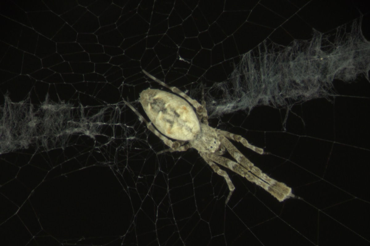 Wallpaper #F2jUHpMBSpphPi3-Fion75 Study Tracking Spiders as They Weave Their Webs Reveals Detailed