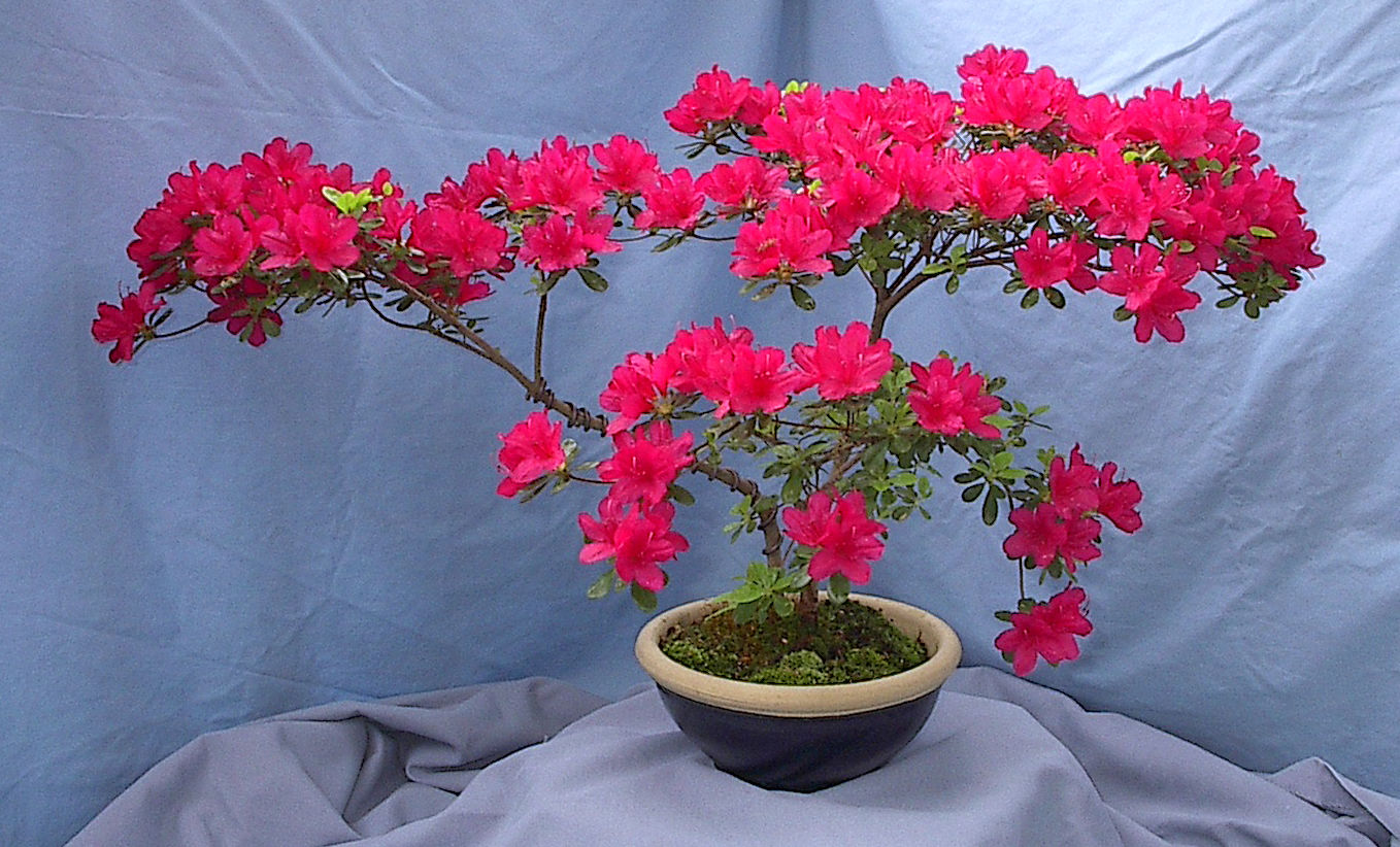 Wallpaper #d8e0c Satsuki Azalea Bonsai Trees Buy Online Greenwood Bonsai Studio