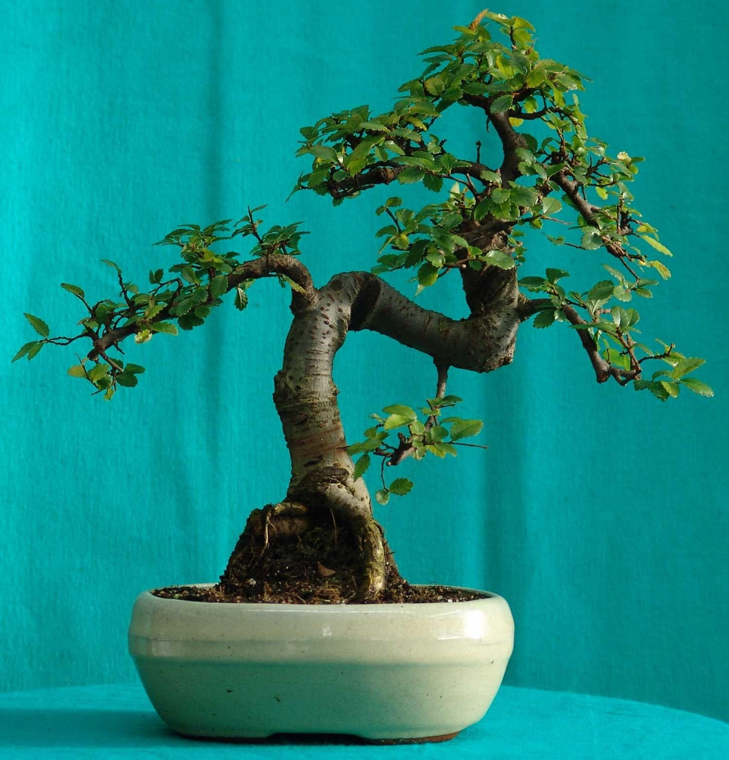 Wallpaper #jWdLE5MBSpphPi3-Rv-o256 Bonsai Tree Book Indoor Bonsai Tree Bonsai Tree Types Indoor Bonsai