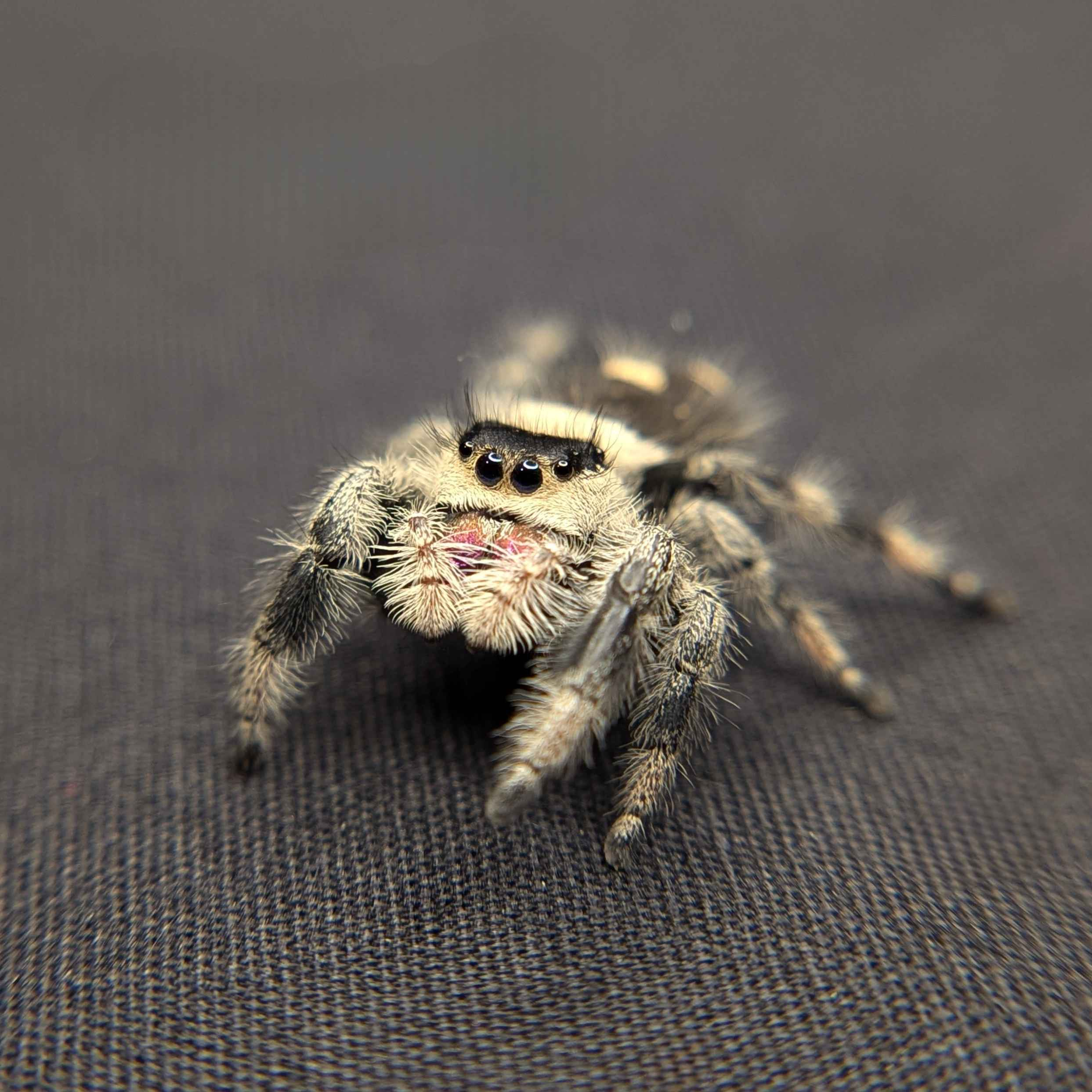 Wallpaper #e2dv9JIBSpphPi3-JXru234 Cute and Fuzzy Jumping Spiders for Sale Spiders Source
