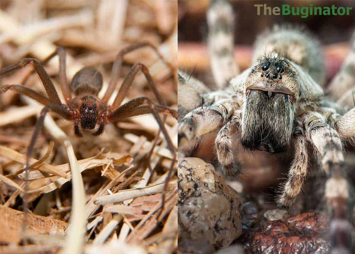 Wallpaper #HhmCDo8BtGB6xQ788FoY51 Brown Recluse vs Wolf Spider 12 Key Differences Compared the Buginator