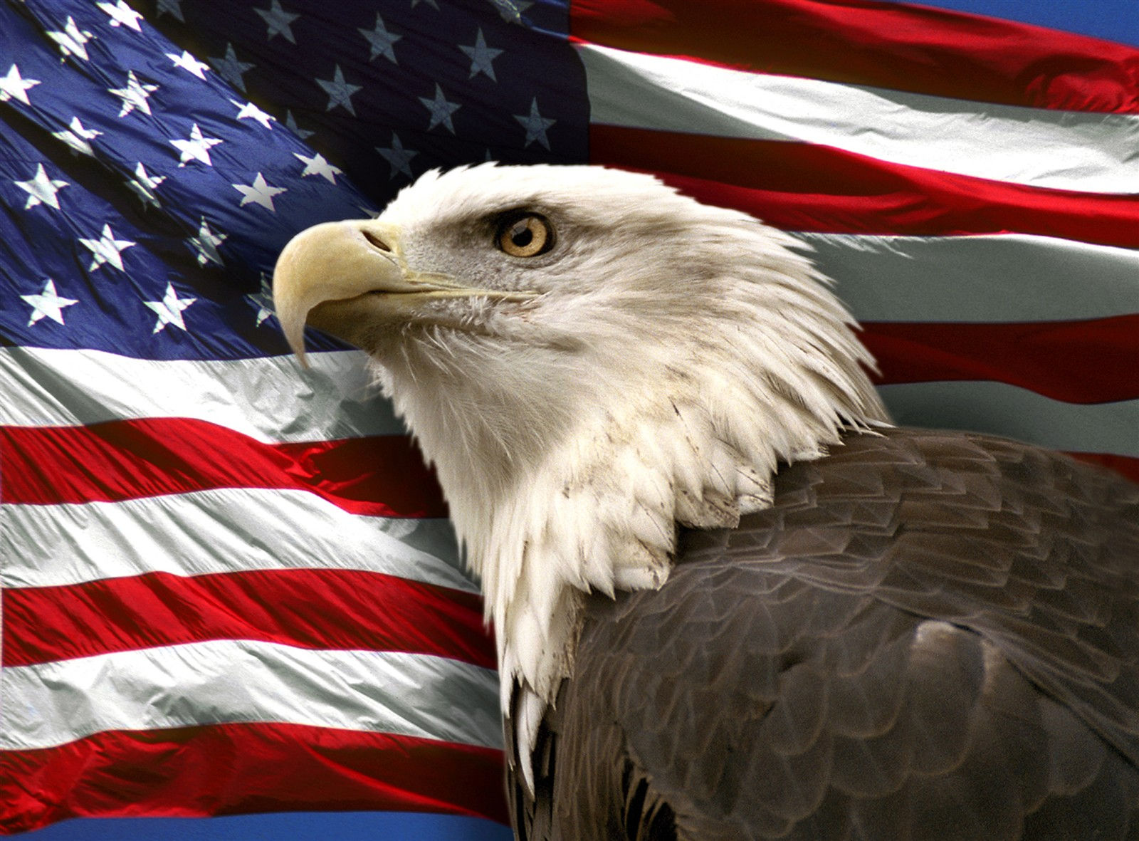 Wallpaper #6ef95 11209 Gier Eagle Images Stock Photos Vectors Shutterstock