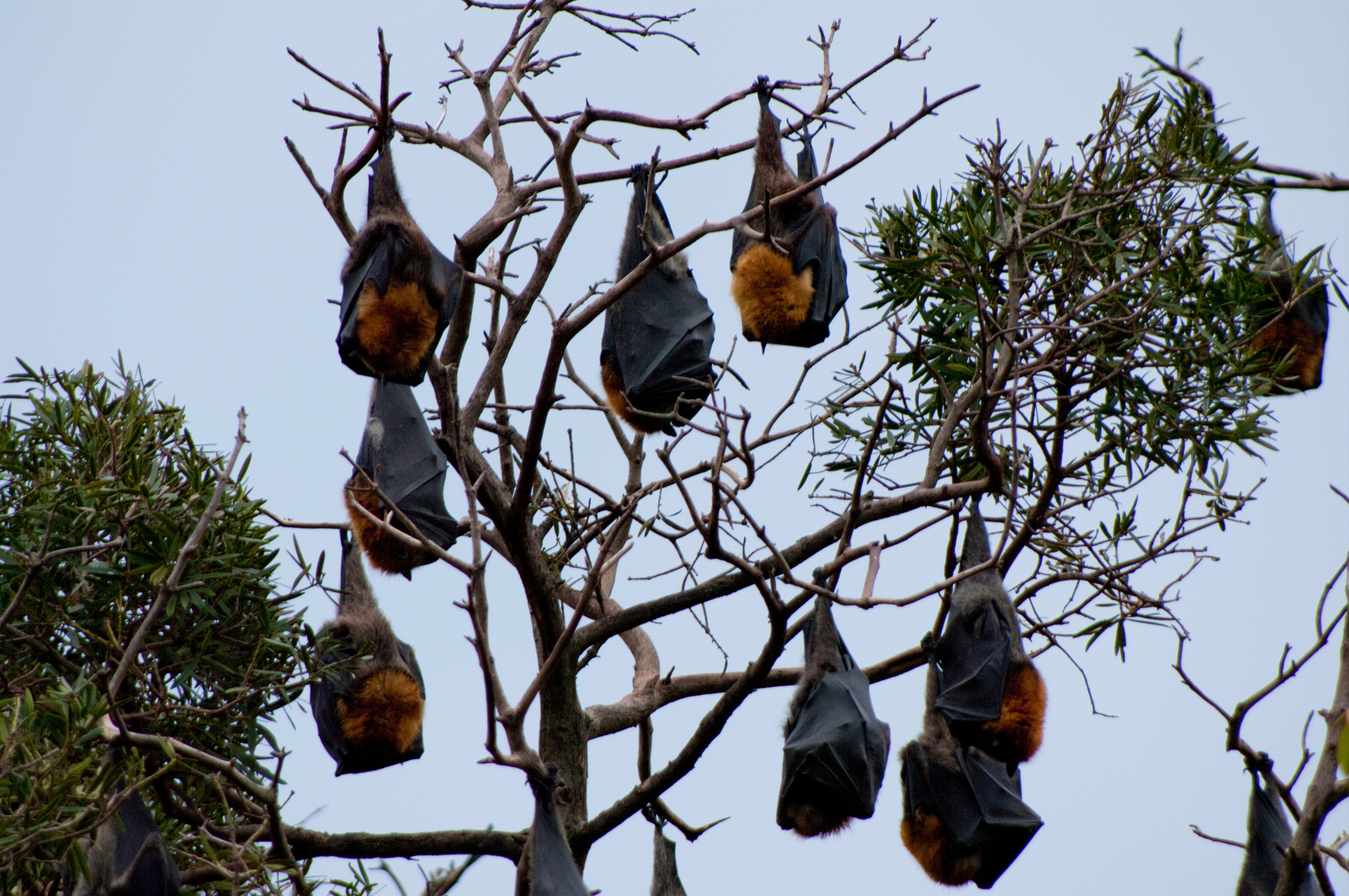 Wallpaper #2mdTDJMBSpphPi3-nt1P24 Free Stock Photo 2220 Roosting Fruitbats Freeimageslive