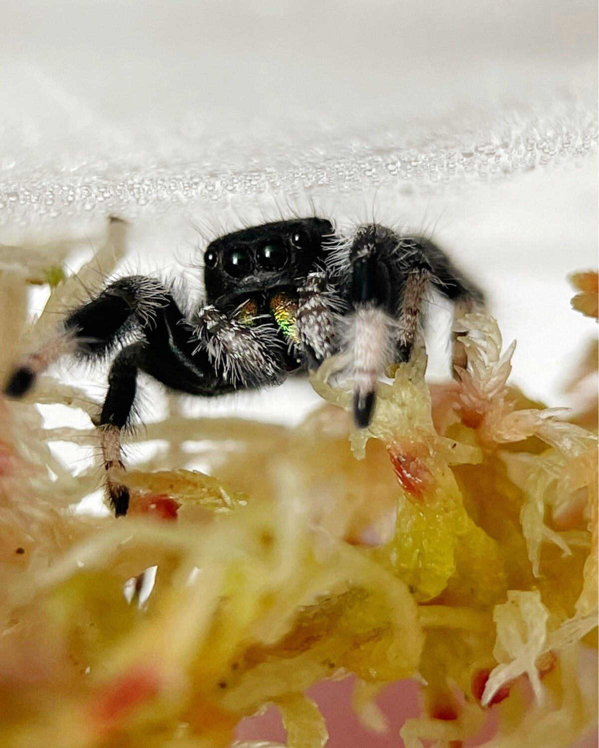 Wallpaper #wmfS65IBSpphPi3-9k4K59 Phidippus Regius Regal Jumping Spider