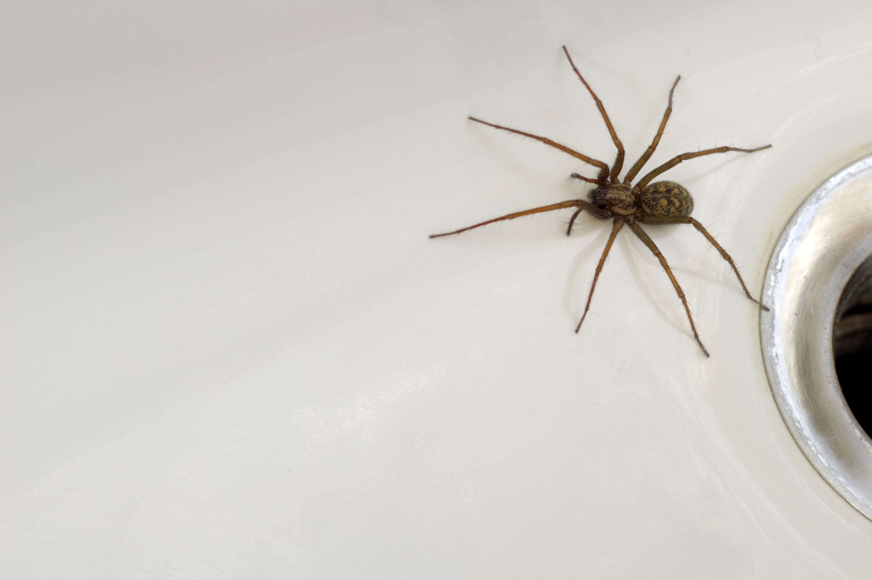 Wallpaper #ce6bd Giant Spider on the Ceiling of an Abandoned Psychiatric Hospital R